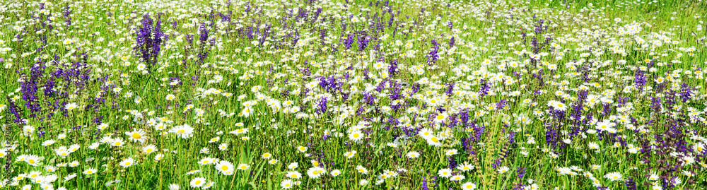  Flower meadow with daisies and sages, large header