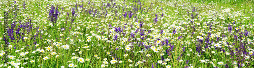  Flower meadow with daisies and sages, large header