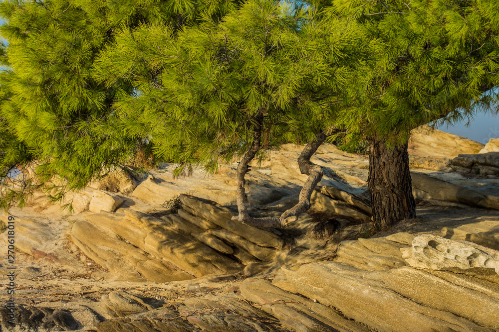 park outdoor bright colorful green tropic scenery landscape of cedar tree in rocky Mediterranean Greece beach waterfront 