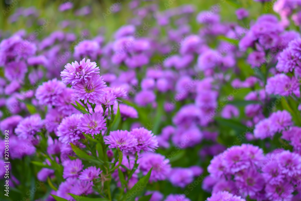 Fototapeta premium Small purple flower background. Nature concept.