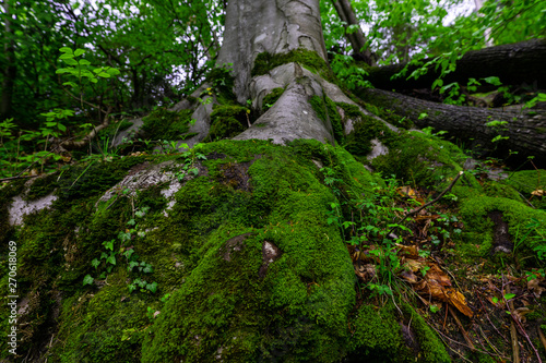 Waldboden