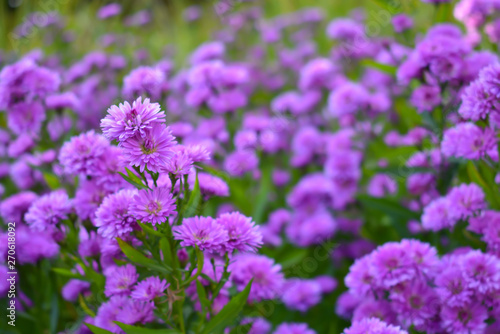 Small purple flower background. Nature concept.