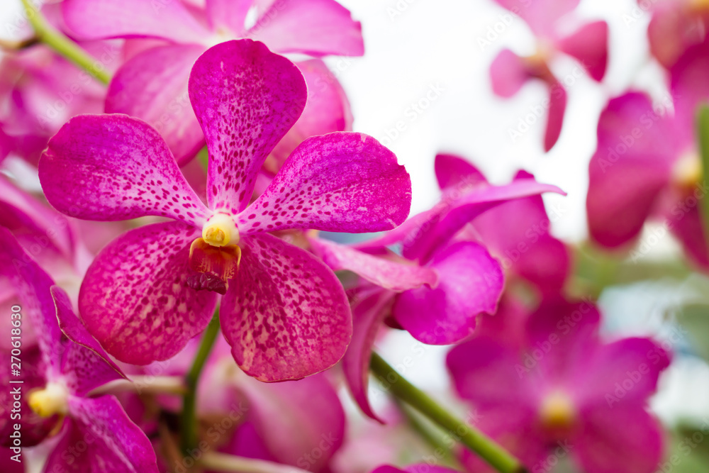 Obraz premium Beautiful orchid flower, Violet orchids. Orchid in tropical garden. Orchid in nature.