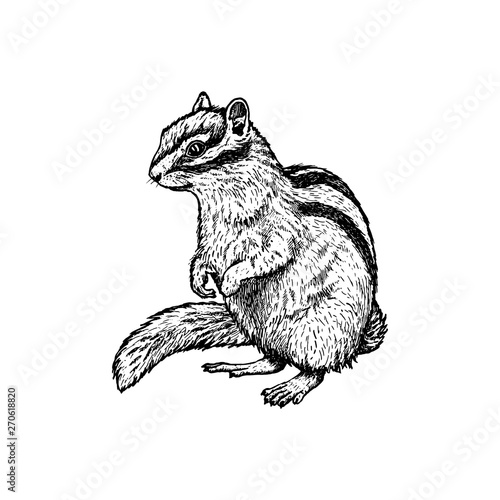 Hand drawn chipmunk. Vector sketch. Illustration of animal.