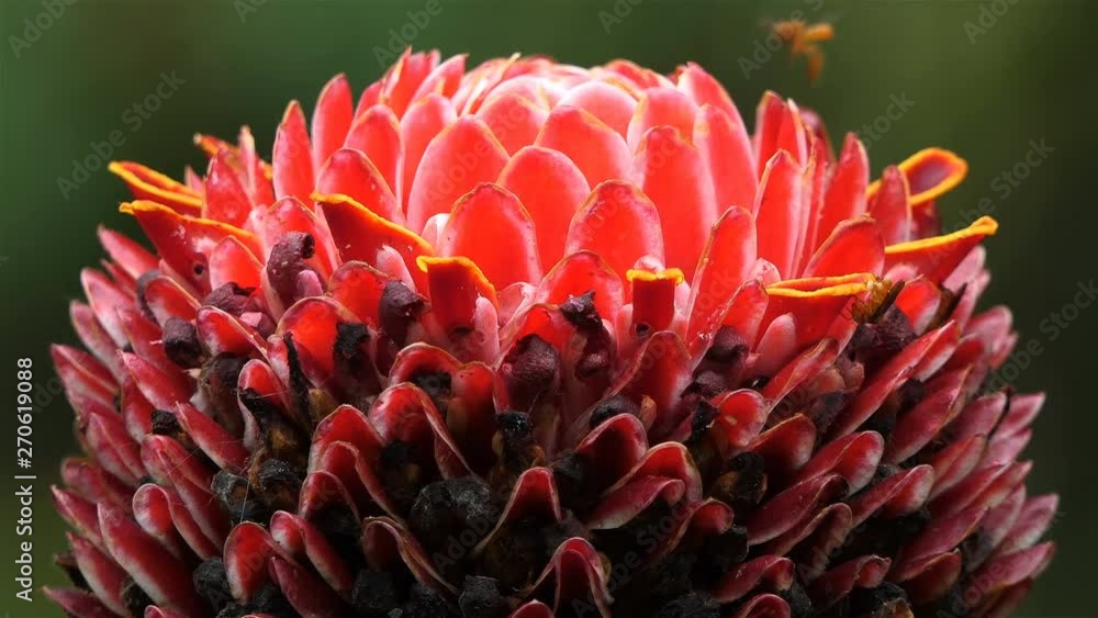 Close up of a beautiful red torch ginger with soft wind. bees feeding on Etlingera elatior. Blossom Exotic Bloom Red Torch Ginger Flower. Tropical exotic flower. bees flying over a big strange flower. Close up of a beautiful red torch ginger with soft wind. bees feeding on Etlingera elatior. Blossom Exotic Bloom Red Torch Ginger Flower. Tropical exotic flower. bees flying over a big strange flower.