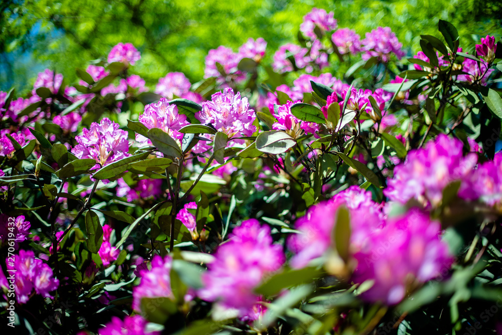 Violet rhododendron blooms against the background of green grass Violet rhododendron blooms against the background of green grass
