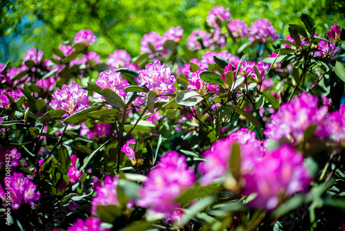 Violet rhododendron blooms against the background of green grass  © licvin