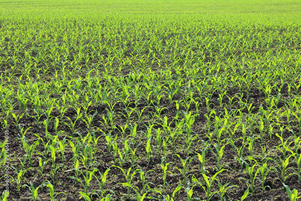Young green corn seedlings in spring on agricultural field Young green corn seedlings in spring on agricultural field