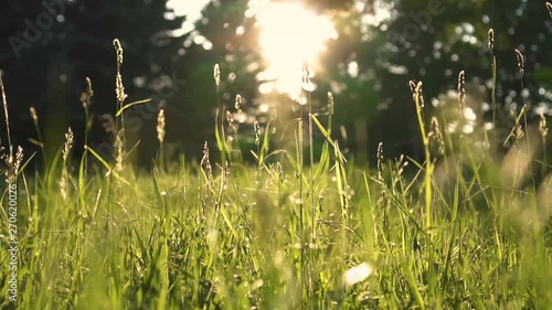 beautiful green grass in the forest at sunset