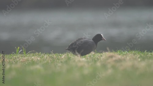 European coot (Fulica atra) nibble young grass on the river Bank on a spring day. Herbivorous bird for a short time photo