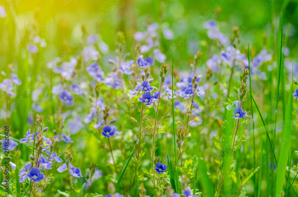 Forget-me-not flowers in a field among green grass. Summer scene, wildlife.
