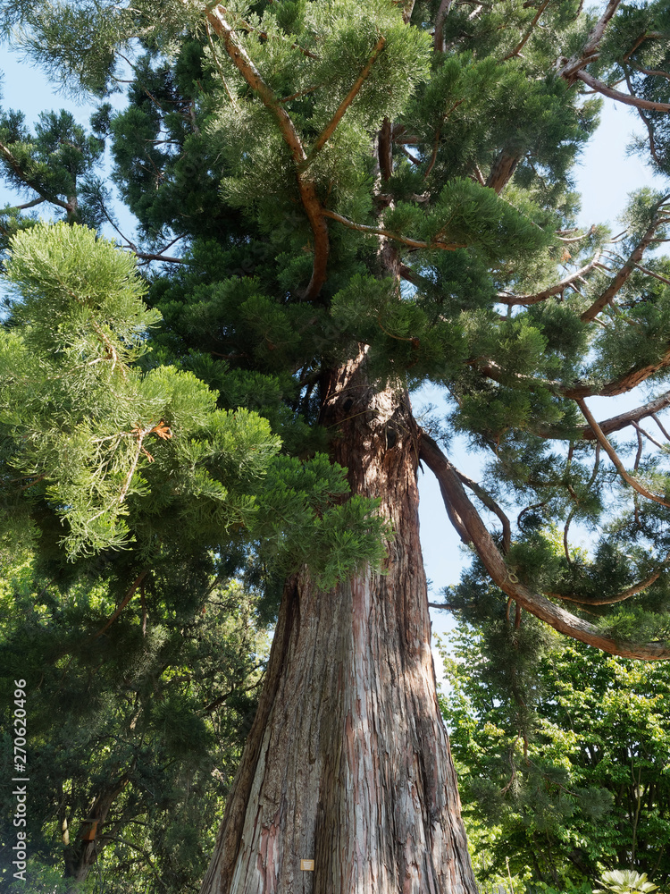 Fototapeta premium Unter einem Riesenmammutbaum oder Berg-Mammutbaum (Sequoiadendron giganteum)