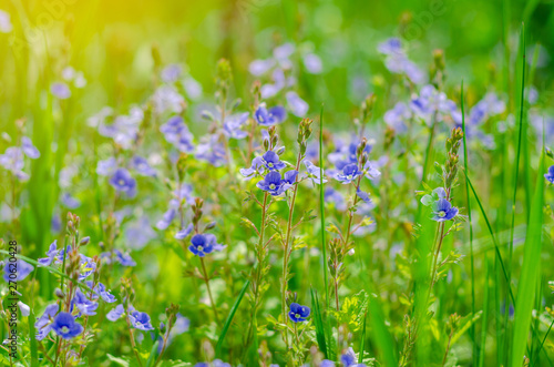 Forget-me-not flowers in a field among green grass. Summer scene  wildlife.