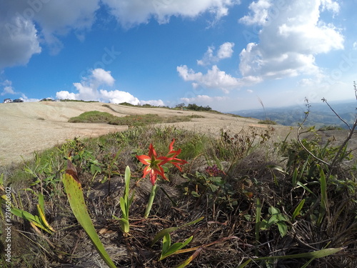 flower montain