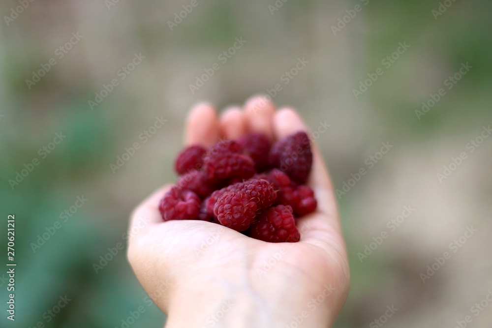 Hand holding freshly picked raspberries in the garden. Selective focus. Hand holding freshly picked raspberries in the garden. Selective focus.