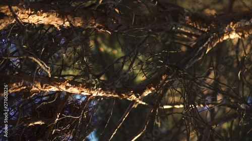 camera movement on the crown of a tree at sunset