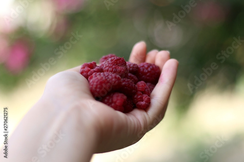 Hand holding freshly picked raspberries in the garden. Selective focus.