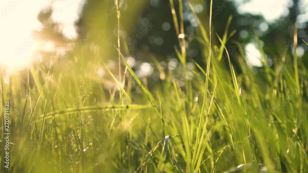 beautiful green grass in the forest at sunset beautiful green grass in the forest at sunset