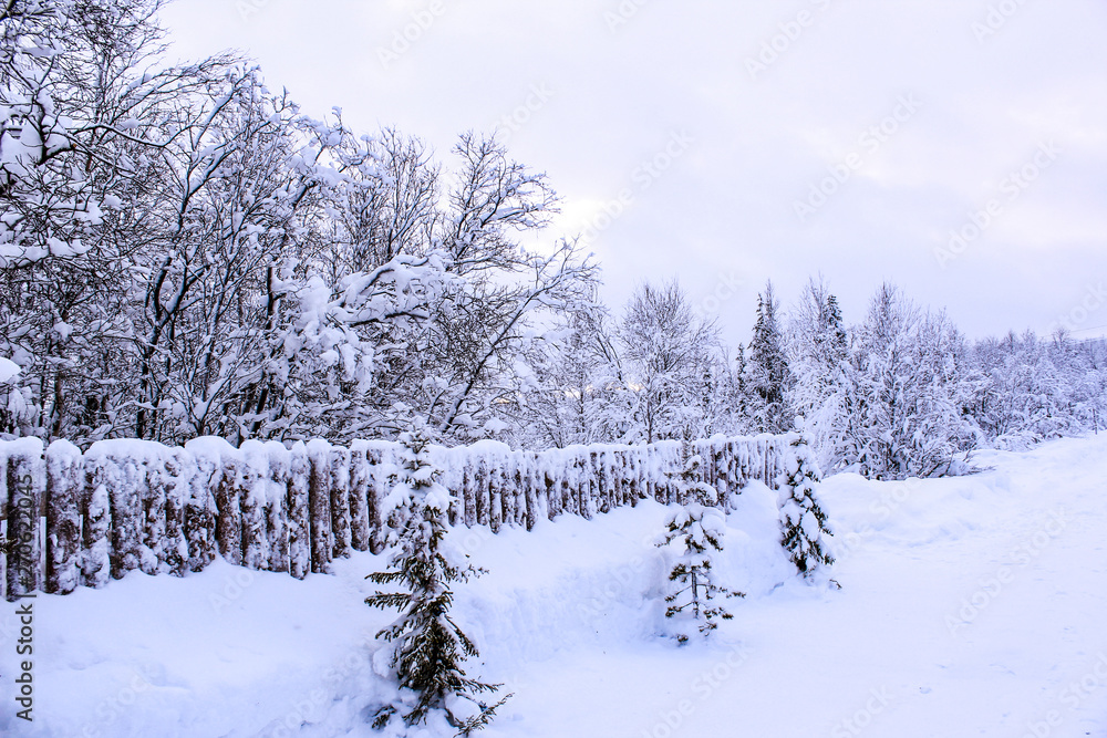 Obraz premium forest in winter