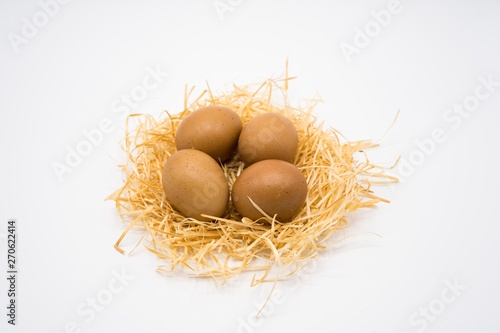 isolated egg with nest