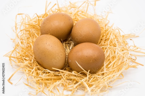 isolated egg with nest