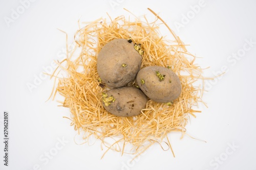 Potato on the nest with isolated white background shooting in studio.