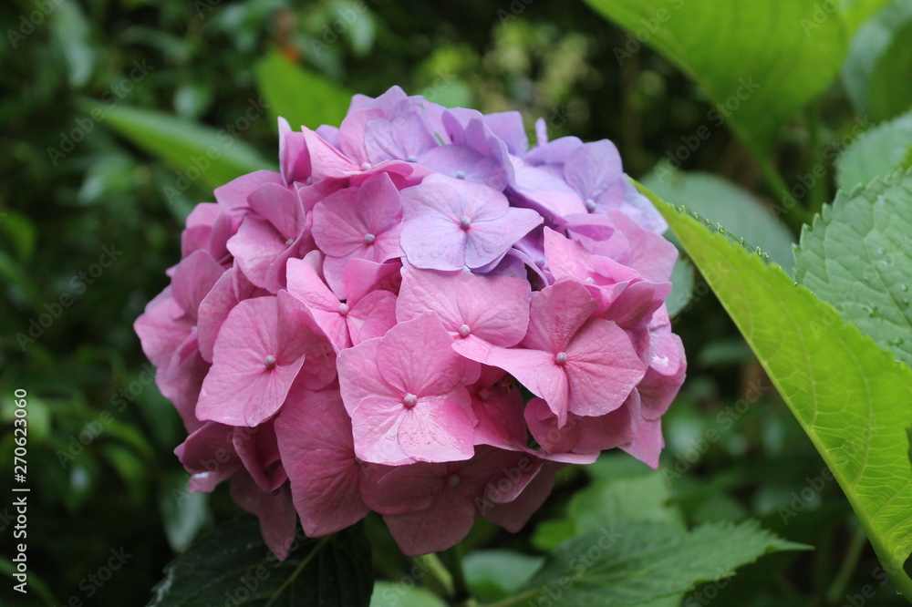 Fototapeta premium zweifarbige Hortensie