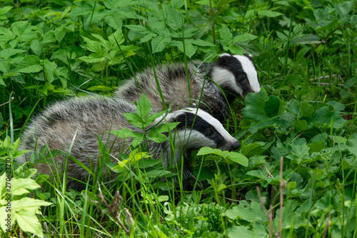 Couple of badger in the fresh green grass. Animal wildlife