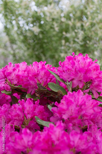 Blooming pink rhododendron bush in the garden.