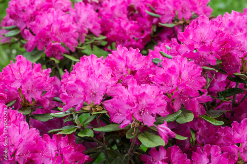 Blooming pink rhododendron bush in the garden.