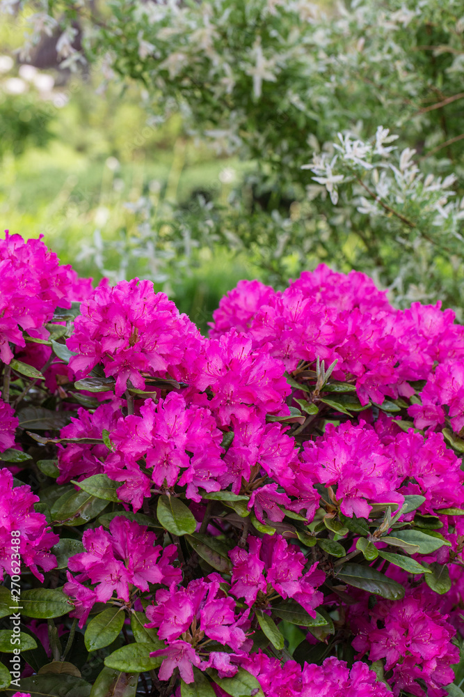 Blooming pink rhododendron bush in the garden. Blooming pink rhododendron bush in the garden.