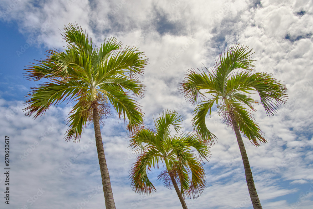 Scenic view of palms in front of blue cloudy sky in Dominican Republic. Beautiful summer look of tropical trees in island in Caribbean sea Scenic view of palms in front of blue cloudy sky in Dominican Republic. Beautiful summer look of tropical trees in island in Caribbean sea