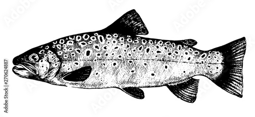 Brook trout, Fish collection. Healthy lifestyle, delicious food. Hand-drawn images, black and white graphics.