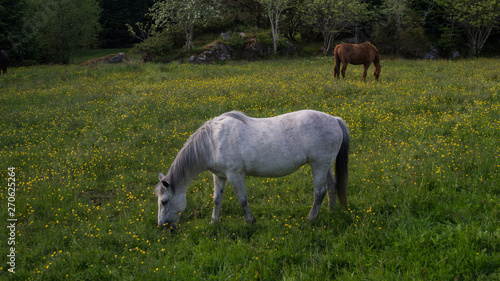 Horses in meadow with flowers eating grass  blue skies with clouds 