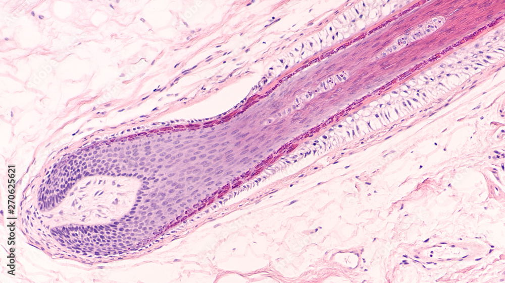 The hair follicle, which resides in the dermal layer of mammalian skin, is made  up of