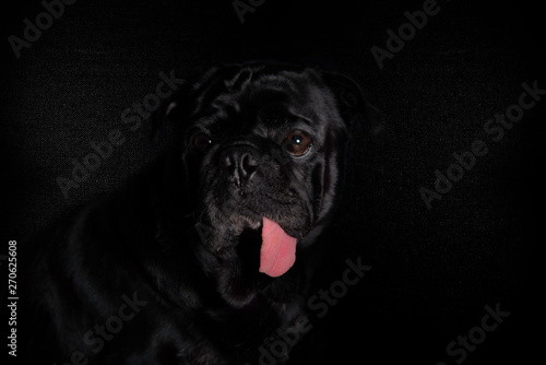 Macota, perro raza Pug con lengua afuera. Fondo Negro © Carlos