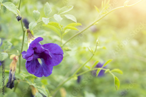 pea flower herb for repair damage hair and fill blue color ingredient food dessert