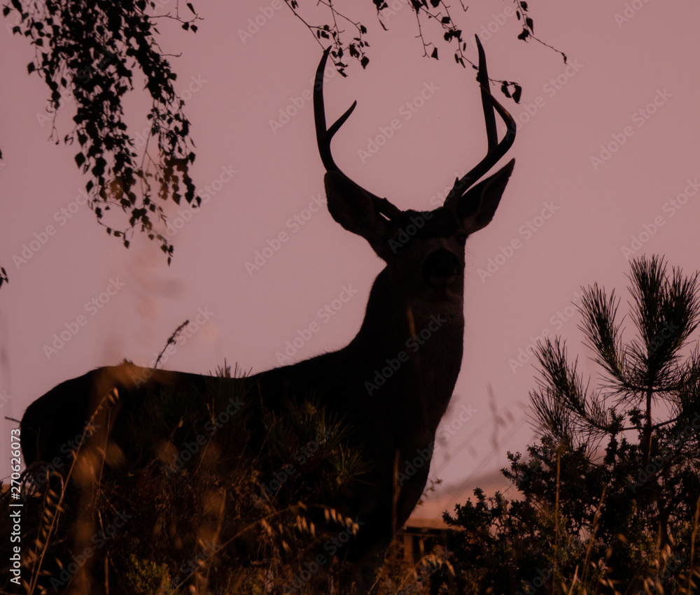 Silhouette of a black tailed Columbian Deer buck at twilight in the hills of Monterey, California.   - obrazy, fototapety, plakaty 