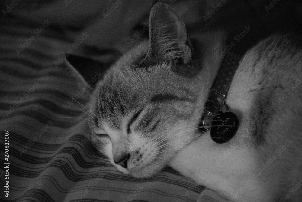 Φωτογραφία Sleeping Cat Leia