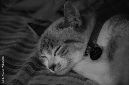 Foto Sleeping Cat Leia