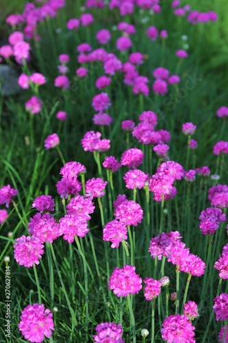 Armeria maritima, sea thrift, pink flowers bloom in the morning sunlight