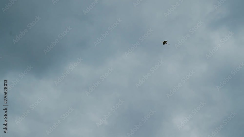 Belarusian stork flies in the sky Belarusian stork flies in the sky