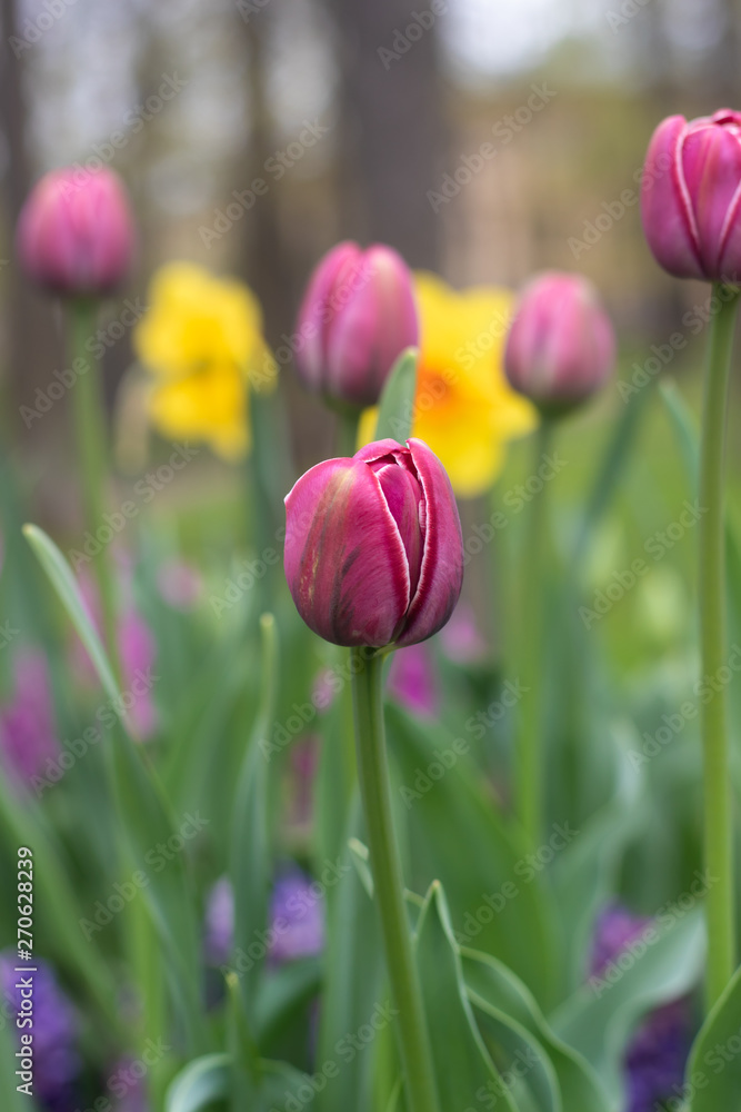 Fototapeta premium Spring flowers pink tulips. beautiful pink flowers.