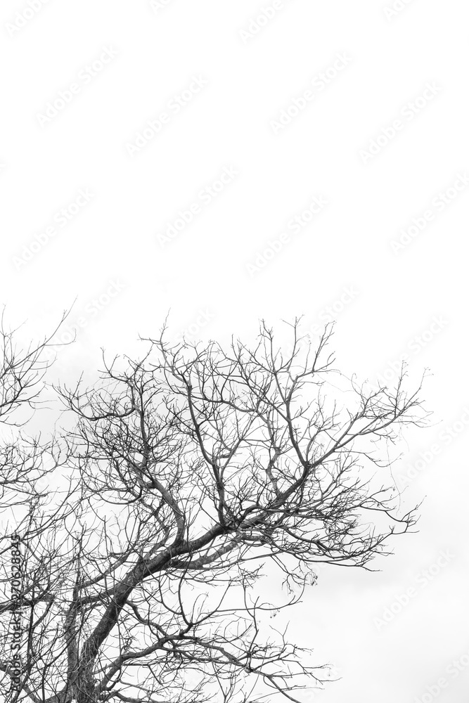 Dry branches.