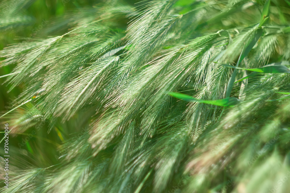 Texture of summer green grass. Spikelets green color, natural summer background with copy space Texture of summer green grass. Spikelets green color, natural summer background with copy space