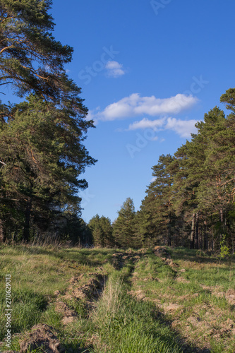 Forest road and rut in the Siberian pine forest. Summer