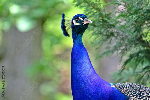 Wallpaper Mural Peacock Pavo Cristatus Head Closeup Portrait Torontodigital.ca