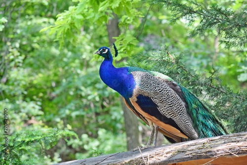 Wallpaper Mural Peacock Pavo Cristatus Sitting on Wood Torontodigital.ca