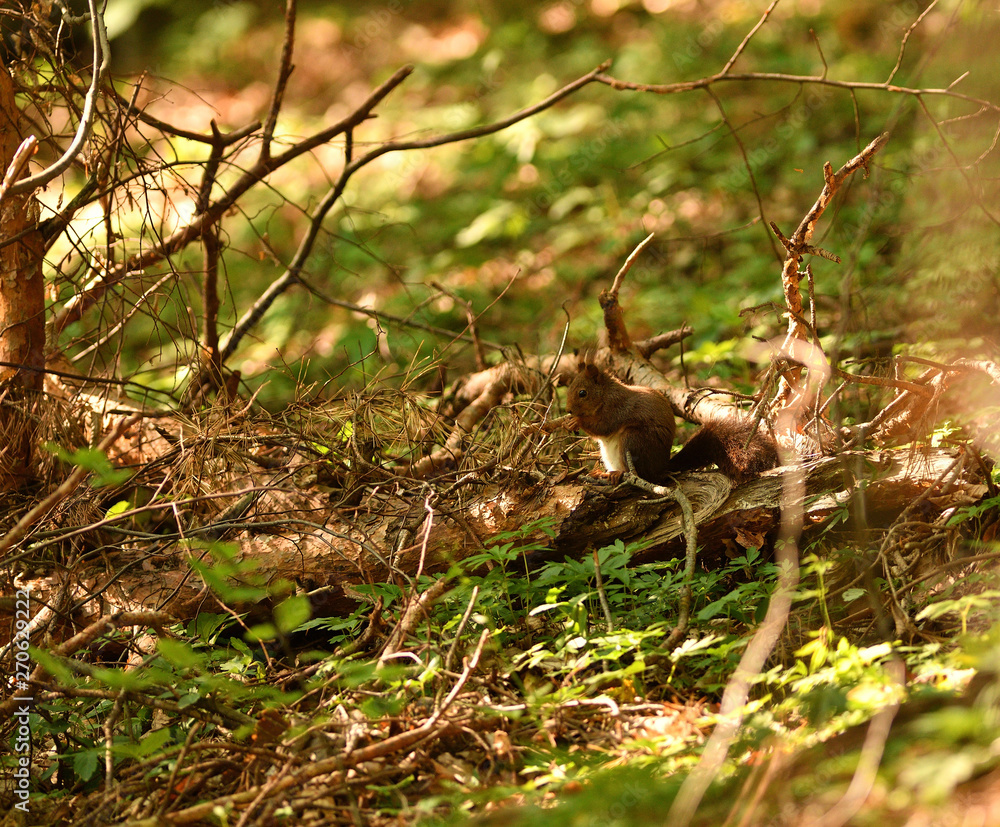 squirrel climbs the leaves on the ground in the forest and looks for food squirrel climbs the leaves on the ground in the forest and looks for food