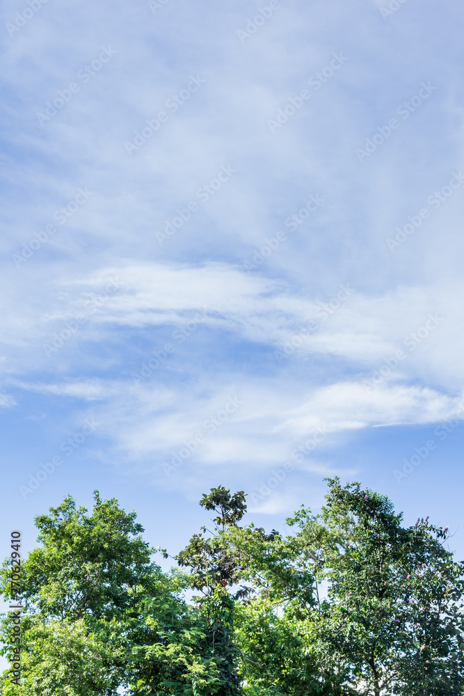 The background image of the sky and trees The background image of the sky and trees
